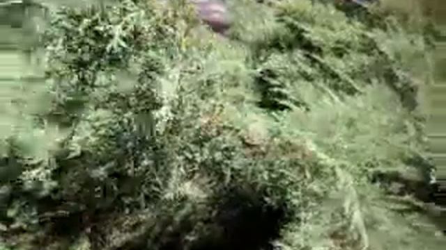 казачий можжевельник смотреть онлайн