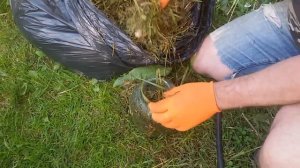 Получение и обработка сенной палочкой, от грибковых болезней винограда