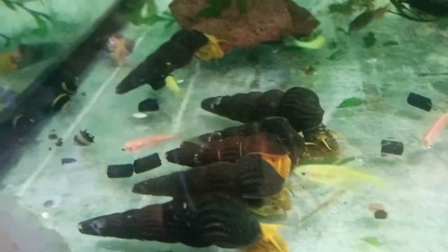 Тиломелании: Оранжевый Кролик и Жёлтая Антенна смотреть онлайн