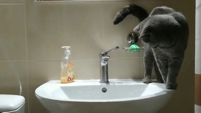 Котенок любит воду смотреть онлайн