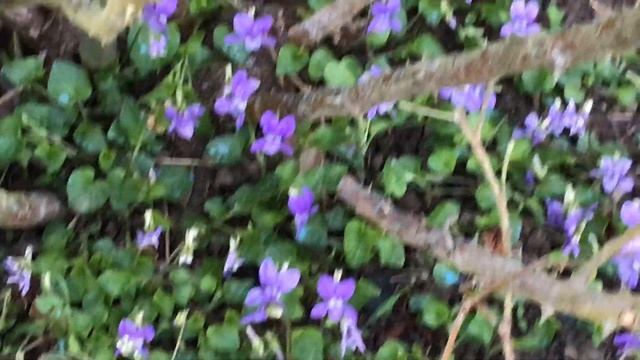 Violette odorante 'Viola odorata' Petite fleurs grand parfum смотреть онлайн