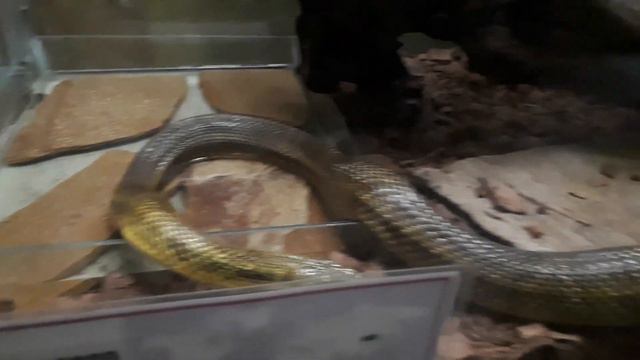 Ленинградский зоопарк, пресмыкающиеся. смотреть онлайн