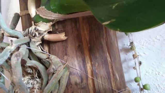 PHALAENOPSIS DO ORQUIDARIO SANTA CLARA! TOUR 🌹🌹🌹🌹 смотреть онлайн