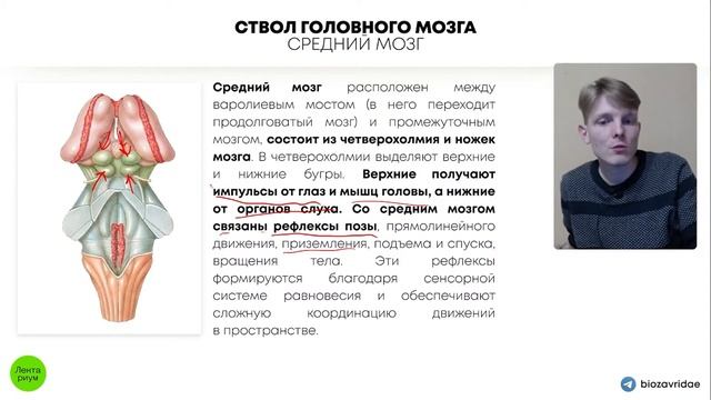 БИОЛОГИЯ ОГЭ - Ствол головного мозга смотреть онлайн