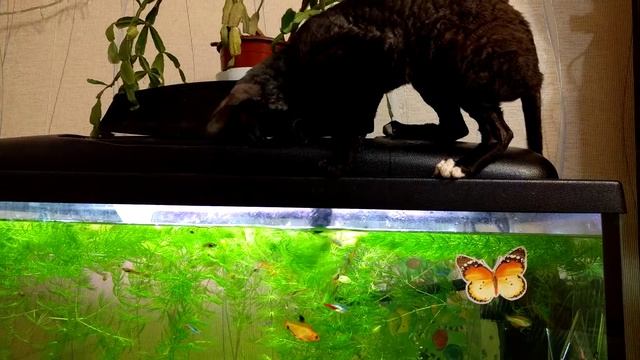 Кошка ловит рыбу смотреть онлайн