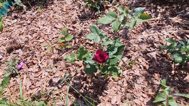 РОЗОЧКА ДАРК ЛЕДИ ? ДЕВИДА ОСТИНА ,ПЕРВАЯ АНГЛИЧАНКА В ЭТОМ СЕЗОНЕ В МОЕМ САДУ ???? смотреть онлайн