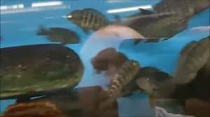 Разводня цихлид о  Танганьика в Европе