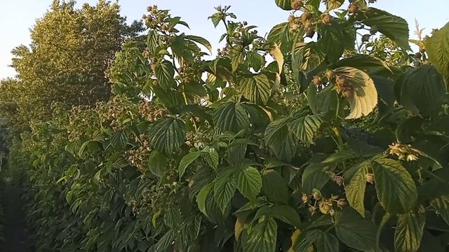 Цветение малины. смотреть онлайн