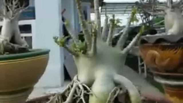 Dwarf Arabicum : Petch Muang Kong (PMK) смотреть онлайн