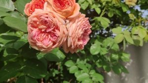 Вьющяяся роза Ахимист в моем саду.Алхимист и ее недостатки