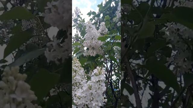 Белая сирень