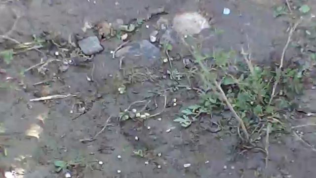 Рыбалка Фидер Голавль смотреть онлайн
