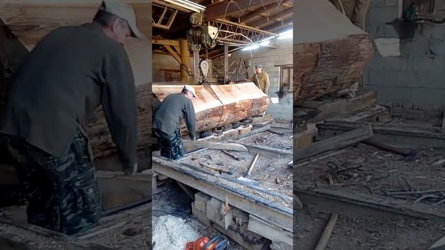 Дуб кавказский. смотреть онлайн