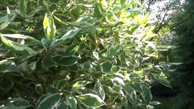 Дача.Многоликий ящик из Fix Price.Дерен пестролистный.Стихи Аллочки Новоселовой. смотреть онлайн