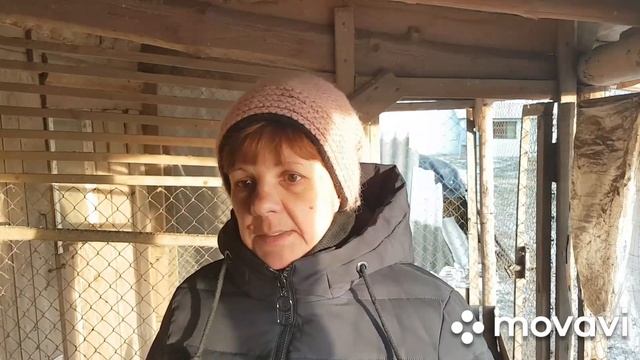 СКОЛЬКО ПЕТУХОВ должно быть в курином стаде. смотреть онлайн