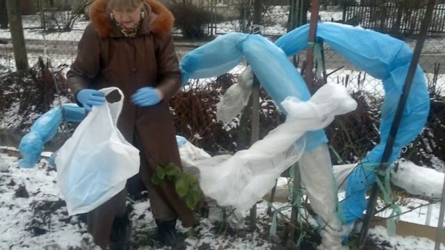 Ежевика,укрываем на зиму . смотреть онлайн