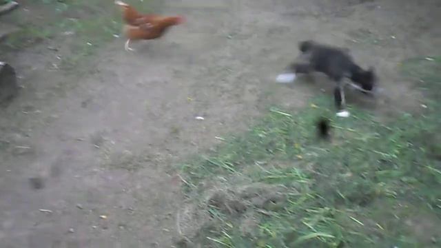 Ужение курицы смотреть онлайн