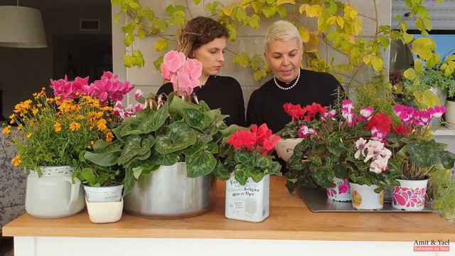 רקפות זה החיים!! | טיפים לעיצוב מהמם של הבית עם רקפות смотреть онлайн