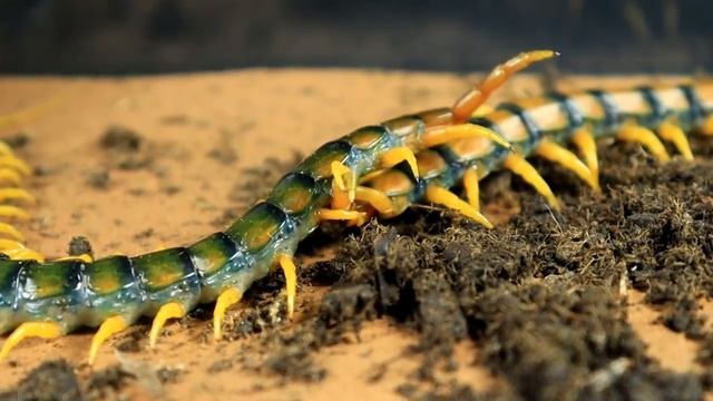 ¿CUÁL es más FEROZ? CIEMPIÉS AMARILLO y CIEMPIÉS VERDE - ¡NUNCA verás ALGO ASÍ! смотреть онлайн