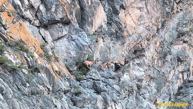 Сибирский горный козел