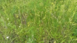 Пасека в лесу. Медоносы лесного точка пчел. Акация, синяк, донник. как выбрать место под пасеку