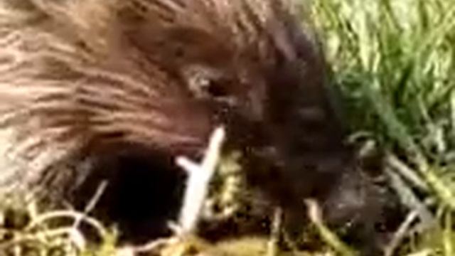 Ежик обедает смотреть онлайн