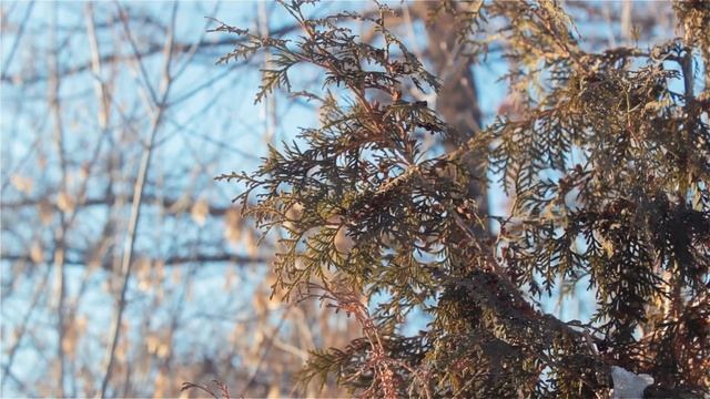 Цветовые профили Canon 600D. Пользовательский:C-LOG:CineStyle смотреть онлайн