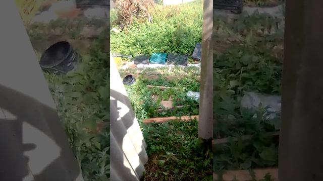 Просторный туалет из подручных средств ( поддоны и старый шифер). туалет без запаха смотреть онлайн