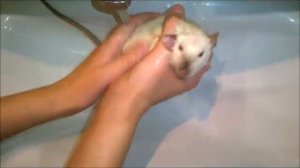 Купаю крысок Уно и Микки. Крысы плавают.