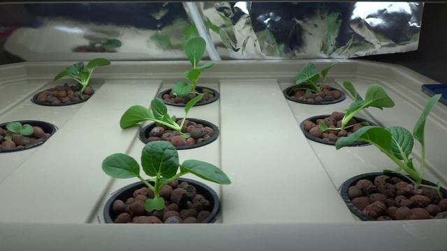 Beginner Hydroponic Kratky Method - Pak Choi 01 смотреть онлайн