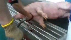 павловский мясокомбинат