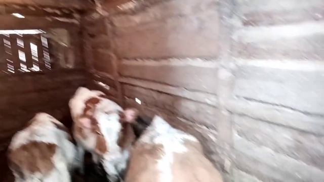 Коровы/Телята /Готовка/Уборка в сарае? смотреть онлайн