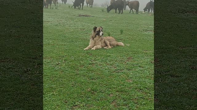 весна в Узбекистане