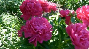 Цветение пиона Поль М. Уайльд - замечательный сорт!!!