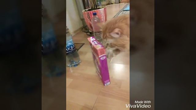 Мой Тиша смотреть онлайн