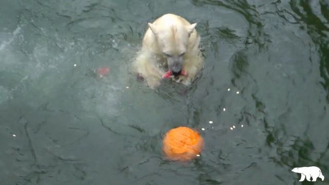 Хаарчаана и тыква смотреть онлайн