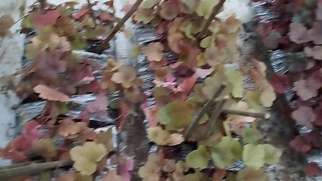 Еще одна поставка 14.02.2024г. 7 Сортов гейхер. смотреть онлайн