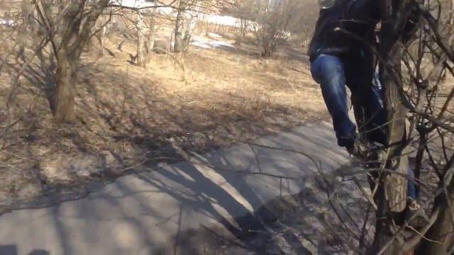 РЕДКОЕ ЖИВОТНОЕ НА ДЕРЕВЕ смотреть онлайн