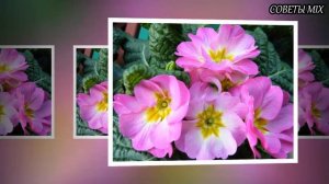 Фиалки в доме Народные приметы и суеверия про фиалки Вот что могут принести эти цветы в ваш дом