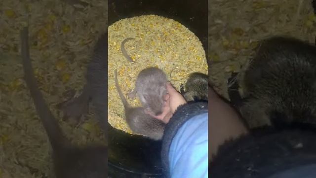 Взвешивание новорожденных нутрят. смотреть онлайн