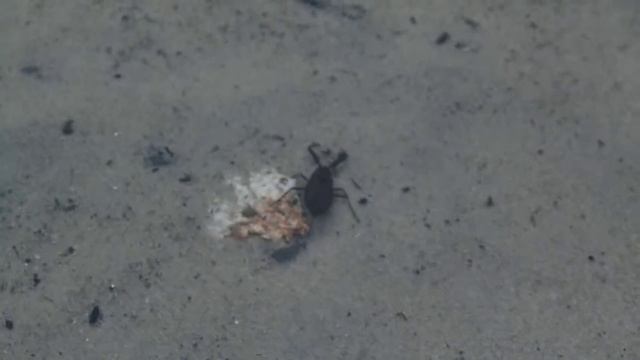 Водяной скорпион смотреть онлайн