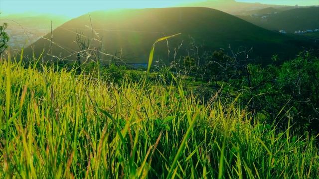 Relaxing Wind Sounds Through The Grass Field | Расслабляющие звуки ветра через поле травы | 4k смотреть онлайн