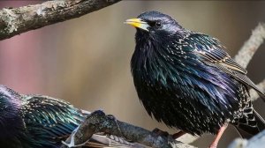 Скворцы. Краткое содержание