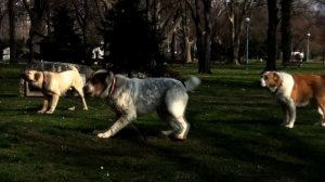 Среднеазиатская овчарка, Алабай: что нужно знать о породе?