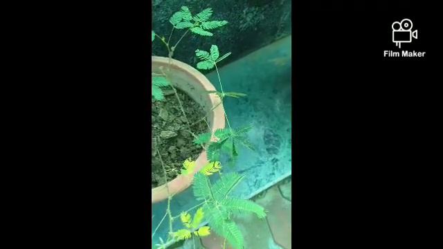 Playing with chui mui (mimosa pudica)☘️ смотреть онлайн