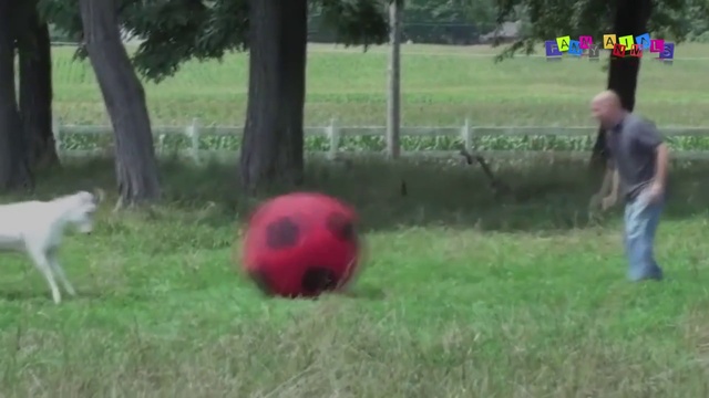 Подборка роликов смешных, прикольных животных. №1 смотреть онлайн