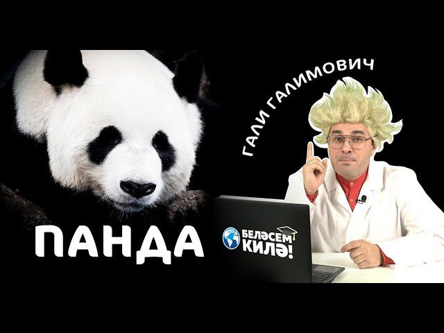 Панда / Панда / Panda