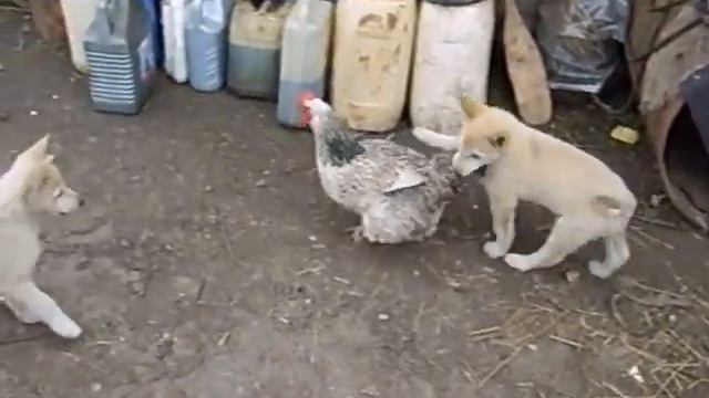 крицу!!! смотреть онлайн