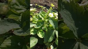 Земляника Мурано.Открытый грунт.
