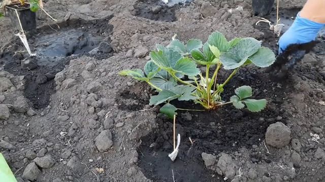 ПОСАДКА НОВЫХ СОРТОВ КЛУБНИКИ В ГРУНТ смотреть онлайн